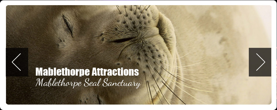 Mablethorpe Seal Sanctuary